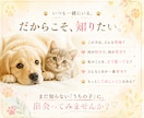 虹彩リーディング｜話せない想いを瞳から読み解きます 愛犬・愛猫ちゃんを 今よりもっと深く知るためのリーディング イメージ2