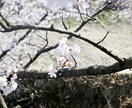 抱えている不安や悩みに寄り添います 前向きにあなたらしい恋愛をサポート イメージ1