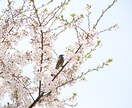 春の写真撮ります 春になったので、春っぽい写真撮ります イメージ1