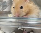 ハムスター多頭飼育者が飼育の相談に乗ります 病気かもしれない、元気がないそういった子などその他相談に！ イメージ1