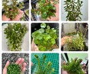 水草、メダカの育て方教えます 水草歴10年フリマアプリ販売数　年1万本 イメージ1