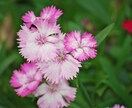 花のように心をひらくリーディング　します あなたの迷いに寄り添うヒーリングタロット イメージ5