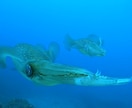 旅行、日常、お出かけの写真・動画を1本にまとめます 撮り溜めている思い出の写真や動画を1本のムービーに。 イメージ3