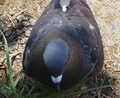 言語を使えないだけの家族写真撮影致します 厄介な言語を使えないだけの家族写真撮影致します。 イメージ6