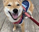極小豆柴の写真を売ります 2歳の可愛い柴犬をお好みのアングルで撮ります！ イメージ1