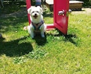 ペットさんのお気持ち深くお伝えします 大切なペットさんのお気持ち　飼い主様の想いをお繋ぎします イメージ1