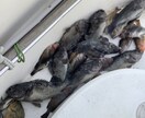 北海道の釣り楽しい話しします マグロからヤマメ迄の、釣り教えます。 イメージ2