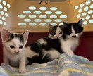 犬猫の悩みごと、何でも相談にのります 保護犬猫ボランティア歴6年。気軽にご相談ください！ イメージ5