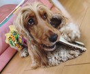 ペットモデル自撮り提供いたします イングリッシュコッカースパニエル3歳の写真を提供いたします。 イメージ1