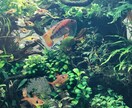 これからアクアリウムはじめたい方、相談のります 初期に必要なものを整理してコスパ良く始めましょう^_^ イメージ2