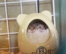 小動物に関するお悩み相談お受けします 飼い方、選び方などなどなんでもお問い合わせください！ イメージ7
