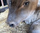 猫ちゃんの可愛い写真を送ります。ます 猫ちゃんだけじゃなくて牛さんの写真や季節の写真を送ります。 イメージ5