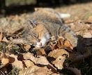 猫の素材写真を提供します ねこの日常の写真を撮影しています。三毛猫、白猫など イメージ9