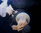 水族館のイメージ画像を提供します 先日開業した神戸須磨シーワールドでの撮影写真を提供致します。 イメージ4