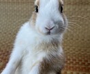 あなたの『なんでも』、聞きます 現役ナースが、あなたのお話受け止めます♪ イメージ2
