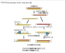 大人もOK！高校生物教えます 苦手意識がある人向け！じっくり付き合います！ イメージ2