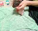大切なあの子の、気持ち、おつたえします ペットちゃんの気持ち、瀬織津姫様のおチカラでお伝えします。 イメージ5