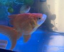 愛玩動物飼養管理士資格保持者が相談乗ります 飼いたいけど飼い方がわからないなどの相談に乗ります イメージ6