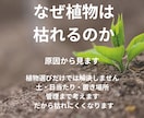 プロが植物の悩み解決します 初心者の方でも分かりやすく丁寧にアドバイスします イメージ2