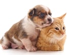 愛する家族（犬猫他）が元気になるよう遠隔施術します 遠隔オステオパシーで次元を超えて活き活きとした表情にします イメージ3