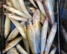 釣りを始めてみたい方の質問お受けします 釣具屋勤務による生の情報をお届けします。 イメージ1