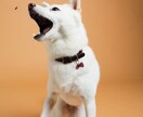 一生の宝物になるペット写真撮ります 元動物看護師が撮るペットの出張撮影 イメージ3