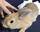 飼いたい人必見！うさぎさんとの生活をお伝えします 近年注目のペットであるうさぎさん。うさ飼いさんの暮らしとは？ イメージ8