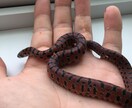 ヘビ、トカゲ、カメ、カエルの飼育相談のります 現在日本産(野生由来)のもの22種50匹ほど飼育中。 イメージ6