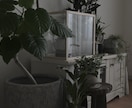 観葉植物のコーディネートをアドバイス致します これから植物のある暮らしを取り入れたい方へ イメージ2