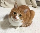 お悩み相談にのります 悩み相談、カウンセリング、心のケア、愚痴、ストレス発散 イメージ1