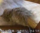 ネコのお話ししませんか？猫トークで盛り上げます 愛ネコYouTuber！猫たちの成長記録や難病克服日記配信 イメージ10