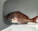 釣りに関してあらゆるノウハウやテクニックを教えます 釣り初心者向けにあらゆるノウハウやテクニックを教えます。 イメージ3