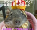 デグーの飼育・飼う前に聞きたいことなど相談受付ます デグー飼育５年目です☆相談事があればいつでもどうぞ♪ イメージ1