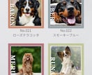かわいい”うちの子”名刺お作りします スクエア型名刺登場！先着10名様価格！ イメージ6