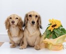あの子の想い、そのままお届けします すでにある絆が響きあうお手伝いをします イメージ2