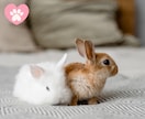 ペット自慢♡親バカ愛トーク大歓迎！全部受け止めます 飼い主だからわかる、その気持ち♡柴犬ママが共感します イメージ5