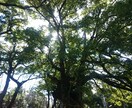 道開きで迷いの解消のため、代理参拝をしてきます 阿波一宮【大麻比古神社】に行けない方。迷いの解消、厄除け祈願 イメージ2