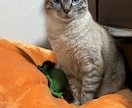 うちの子、雑誌デビューします ペット写真を表紙みたいな一枚に イメージ3