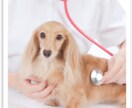 ペットに関するご相談にお答えします 動物看護師一筋10年。飼い主様の目線を日々心掛けています。 イメージ1