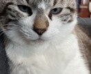 お仕事や学校、家事育児に疲れてしまった人を癒します 自分は高校生でまだまだ若いですが誰かの疲れを癒してあげたい、 イメージ1