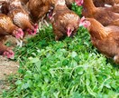 平飼い養鶏のご相談にのります プロの養鶏家がお答えます!飼い方、産卵箱、平飼い養鶏開業 イメージ4