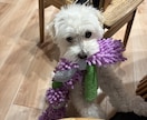 多頭飼いって実際どう？リアルな経験談相談乗ります 犬2匹との暮らし、良いことも大変なこともリアルにお話しします イメージ2