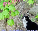 幅広いトークテーマでのお話受け付けます 愚痴も悩みもなんでもお話聞かせてください! イメージ1