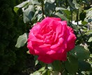 バラの写真を提供します 花の写真が必要な方必見！インテリアにオススメ！！ イメージ1