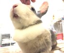ペットちゃんの気持ちを正直にそのままお伝えします アロマを使って動物の潜在意識と繋がる✨ イメージ1