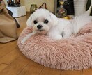 大切なペットへの想いを一生残る歌にします 言えなかった「ありがとう」を、一生残る歌に イメージ1