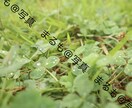 1〜3カットまで！広告等で使える写真を提供します 使い勝手の良い写真をお求めの方に！ イメージ8