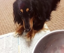 昔のペットの写真でも、綺麗に残します 色褪せてしまった思い出写真も、可愛く綺麗な形に整えます。 イメージ5