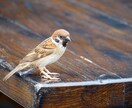 写真の素材提供します 風景・生き物など可能な範囲の撮影依頼も受けます イメージ2
