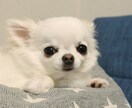 ご家族の思い出と、ペットのお写真を撮影します いつもの家族写真にわんことにゃんこもご一緒に イメージ2